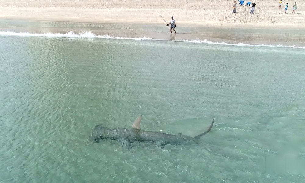 Hammerhead shark hunts down smaller shark in stunning video