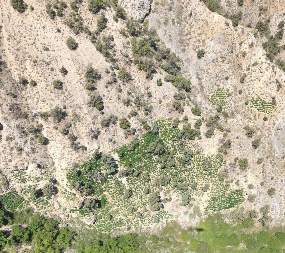 Illegal pot farms have invaded the California desert - Los Angeles