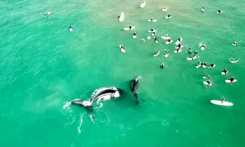 Whale swipes tail at surfers, hits three boards and nudges swimmer