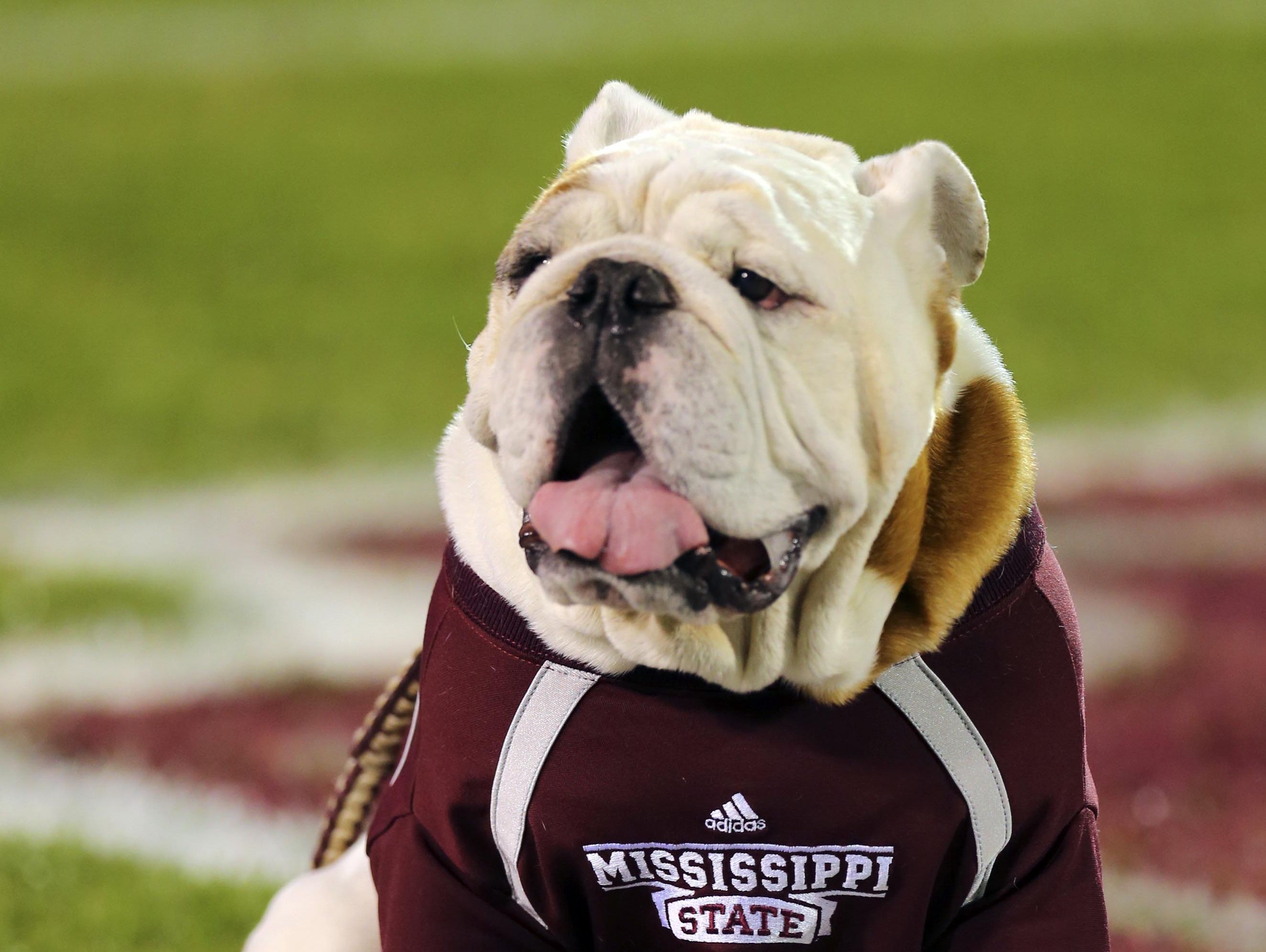 Former Mississippi State Mascot Bully XX Passes Away | USA TODAY Sports