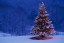 Christmas Tree and Forest --- Image by © Jim Craigmyle/CORBIS